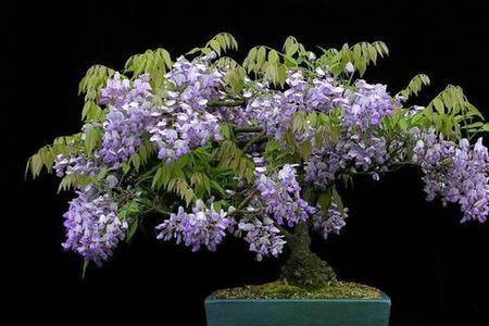 香水紫藤花长多高