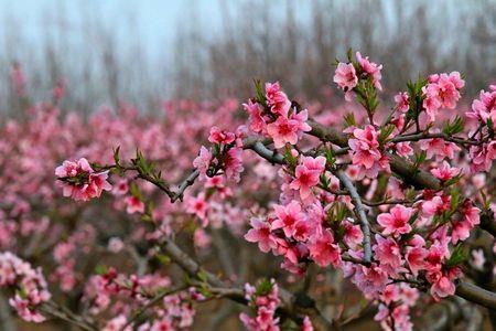 面如桃花造句