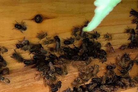 蜜蜂关巢门一天会死吗