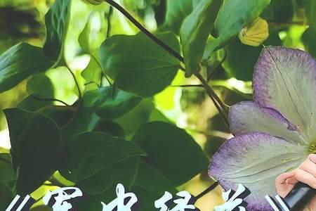 名字有花的女民谣歌手
