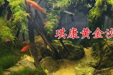 黄金放鱼缸好不好