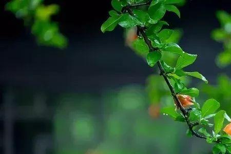 欲知去于谁能遮是什么意思