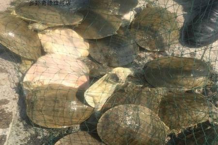 甲鱼在东北能活吗