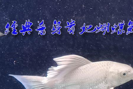 蝴蝶鲤冬天最低温度