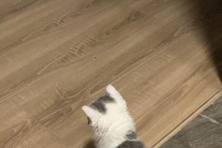 呦呦呦粘人的小猫咪下一句
