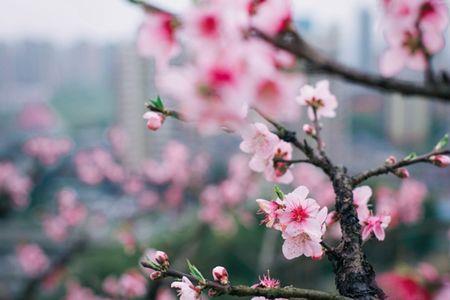 粉黛桃花精辟句子