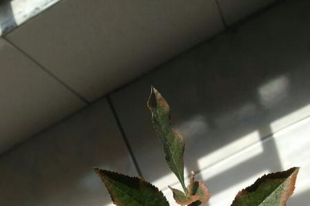 花叶无光泽是什么原因
