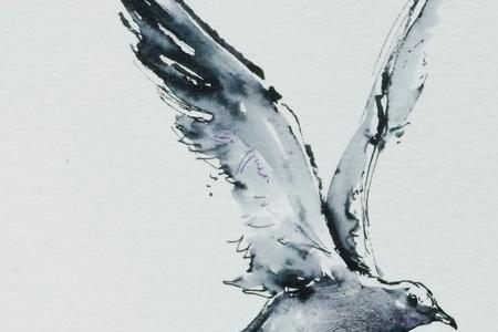 海鸥图片绘画