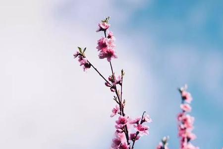 清风不燥花开正好是什么意思
