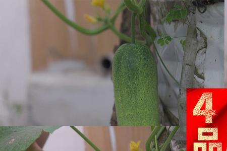 庭院黄瓜种植方法