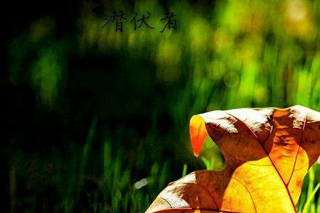落叶与生命感悟