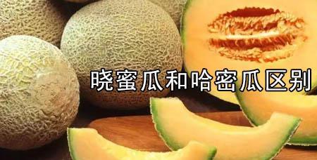 东方蜜瓜与哈密瓜的区别