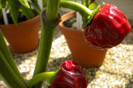 chillies和pepper区别
