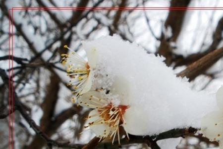 白梅傲雪什么意思