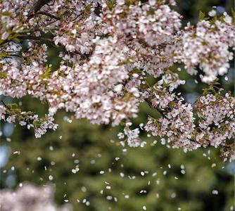 满身花雨又归来,花雨什么意思