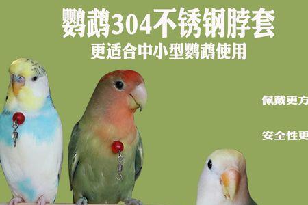 架上鹦鹉白毛红嘴古文解释