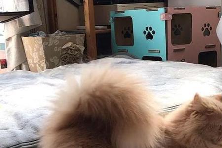 为什么猫抓起来尾巴挡裆