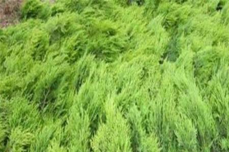 百灵树和侧柏是一种树吗