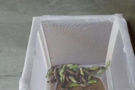 我国合法饲养的爬虫