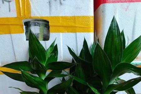 观音竹保持几片叶子合适