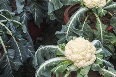 花菜种植什么时候盖花