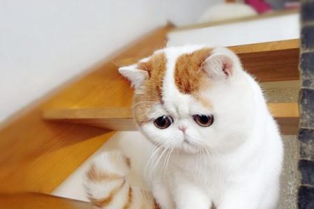 小猫太调皮长大会不会好一点