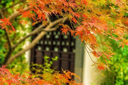 枫叶古时候叫什么