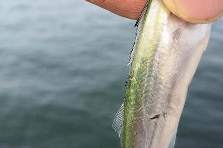 高速桥下噪音大路亚有没有影响