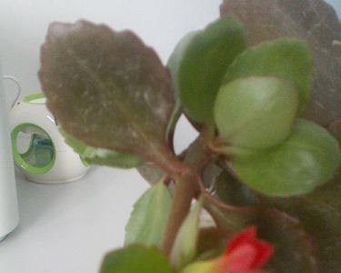 一枝红花向阳开什么意思