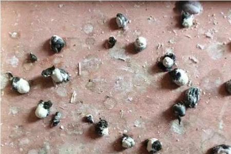 鸽子见状的状什么意思