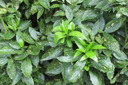桃叶形藤本植物