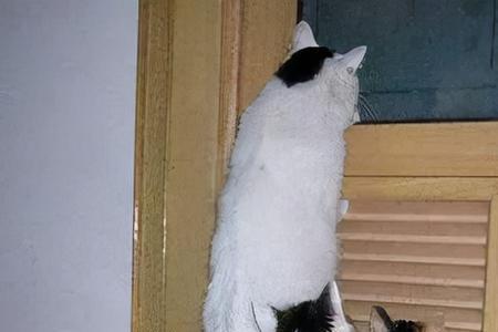 早上有猫猫在家门叫，是什么征兆