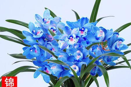 春兰十大奇花