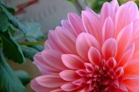 鲜花朵朵怎么造句