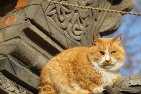 猫在白天看得见吗