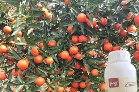 柑桔喷施增色增甜素最佳时期