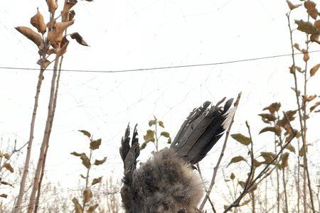 小鸟临死还能救活吗