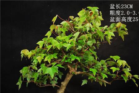 唐枫夏天叶子能不能喷水