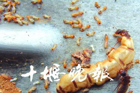蚂蚁蚁后蚁王哪个权力更大