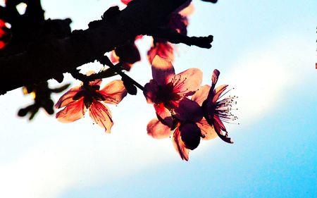 又是一年春又回哪年发行