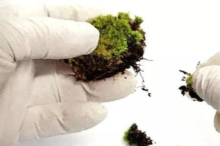 青苔怎么繁殖