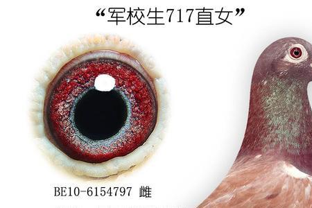 慕利门火凤凰怎么分辨公母