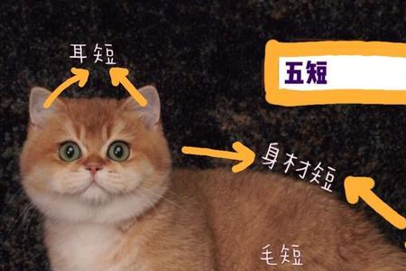 怎样知道金渐层双麻纹