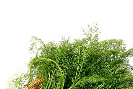 茴香越冬方法