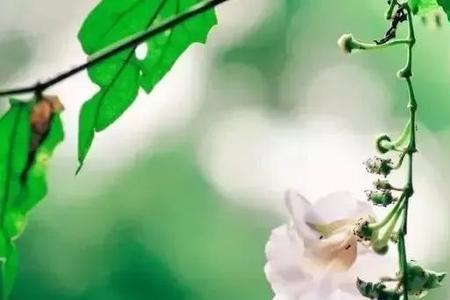 千金难买心头爱什么意思