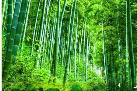 竹林听雨诗心起下联