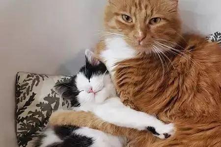 为什么我总遇见猫