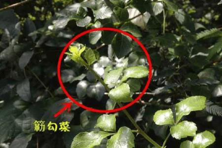 残刺的意思