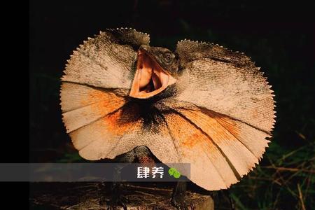 斑帆蜥为什么不吃东西