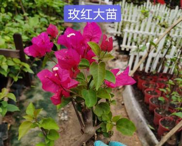玫瑰红三角梅勤花吗